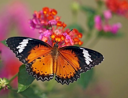 店铺飞来蝴蝶好不好