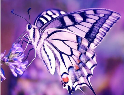 蝴蝶进门代表什么预兆