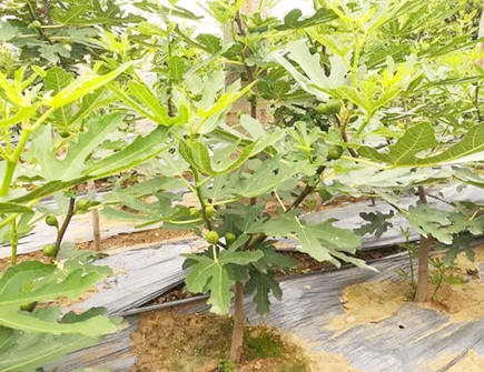 家里种无花果好不好