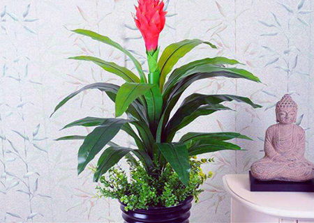 家里放鸿运当头好不好 家里放鸿运当头好不好