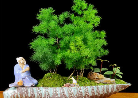 蓬莱松放哪里风水好 蓬莱松放哪里风水好