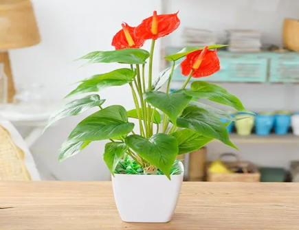 红掌的风水寓意有哪些