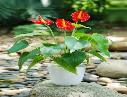 红掌放哪里最旺财