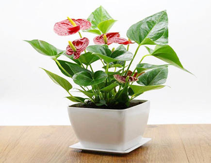 红掌放哪里最旺财