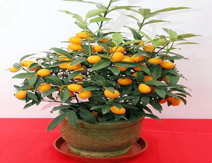 家中摆放金桔的寓意