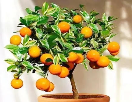 家中摆放金桔的寓意