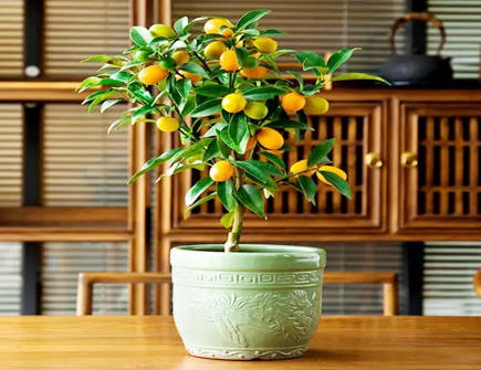 金桔摆放位置风水讲究