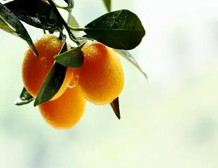 红掌放阳台好还是客厅好