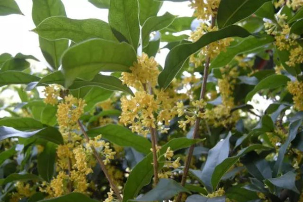 桂花树风水上的布局