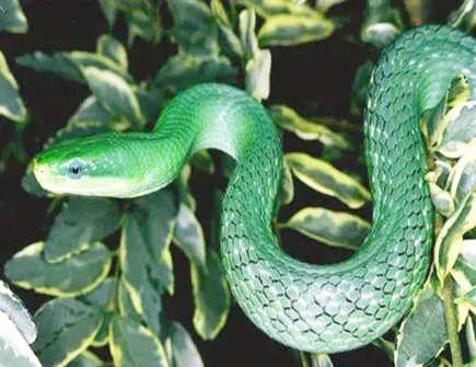 属蛇人2022年的财神方位