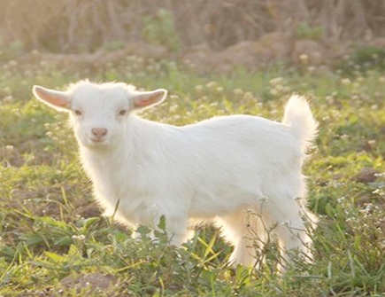 属羊人2022年的财神方位