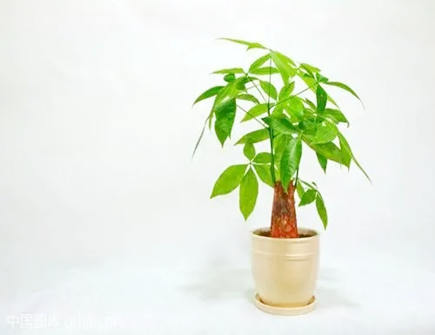 家种什么风水树招财升官