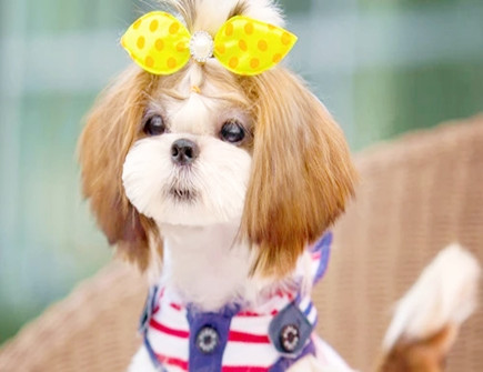 属狗人2022年的财神方位