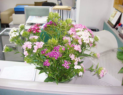 办公桌摆花有什么讲究