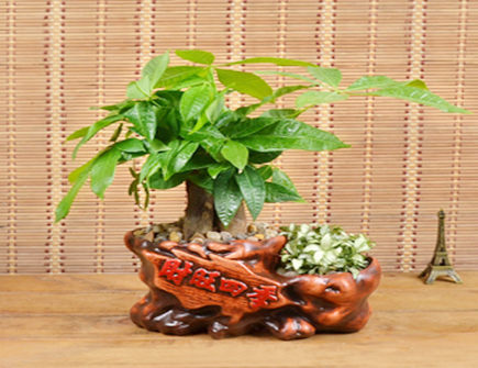 男领导办公桌摆什么绿植