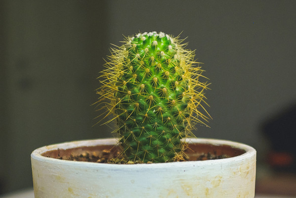 仙人掌风水禁忌