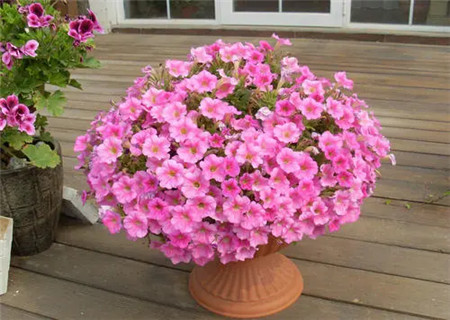 催旺桃花的风水物品 催旺桃花的风水物品