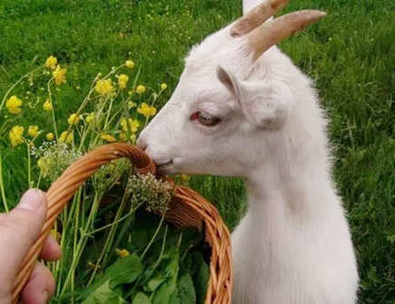 属羊的桃花劫是什么生肖