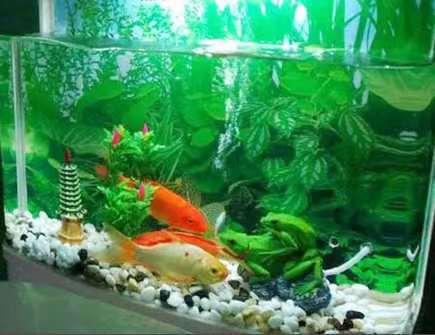 家里鱼缸漏水是漏财吗 家里鱼缸漏水是漏财吗