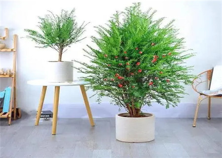 镇宅辟邪最厉害的植物 镇宅辟邪最厉害的植物