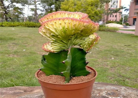 镇宅辟邪最厉害的植物 镇宅辟邪最厉害的植物