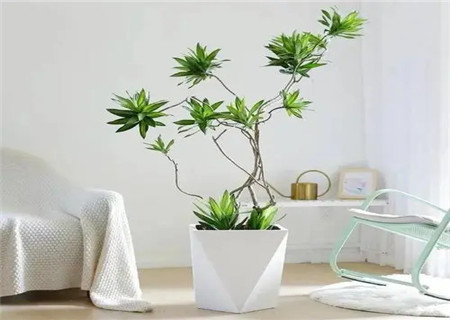 镇宅辟邪最厉害的植物 镇宅辟邪最厉害的植物