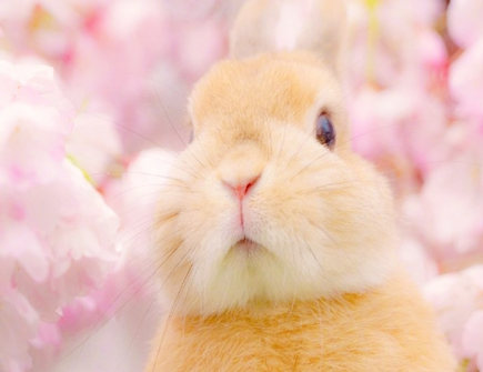 属兔人2022年上半年运势 属兔人2022年上半年运势