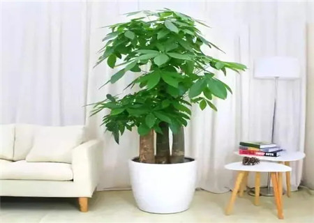 怎样才能让家中财运亨通 怎样才能让家中财运亨通