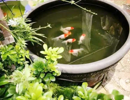 家中养鱼六大风水禁忌