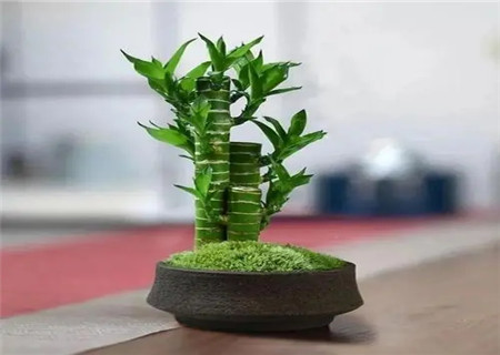 有利于考试的风水 有利于考试的风水