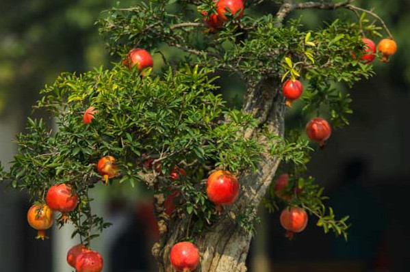 大门正对一口井化解 大门正对一口井化解