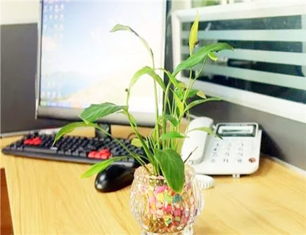 电脑桌什么植物摆放招财
