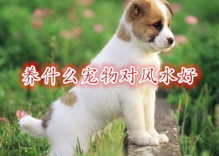 养什么宠物对风水好