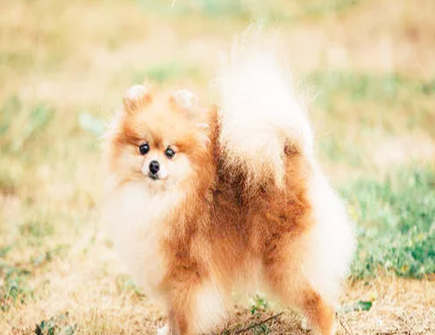 属狗人恋爱前和恋爱后有什么反差