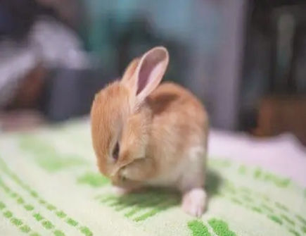 属兔在2022年下半年的运势 属兔在2022年下半年的运势