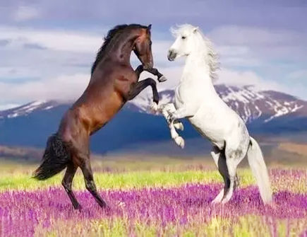 属马在2022年下半年的运势