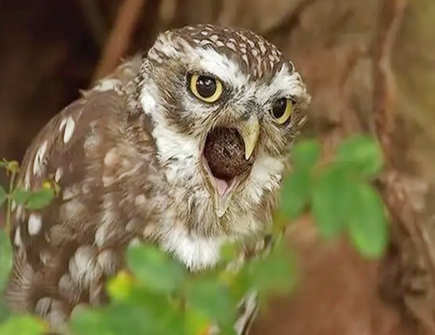 猫头鹰叫预示着什么 猫头鹰叫预示着什么