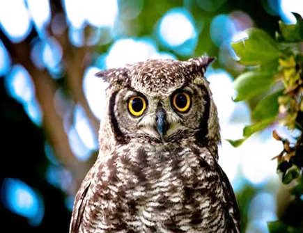 猫头鹰叫预示着什么 猫头鹰叫预示着什么