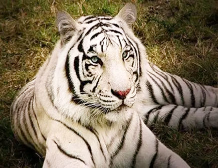 属虎人怎么样增加财运 属虎人怎么样增加财运