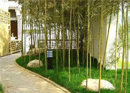 庭院种竹子的风水讲究 庭院种竹子的风水讲究