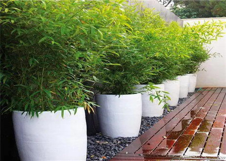 庭院种竹子的风水讲究 庭院种竹子的风水讲究g