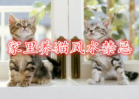 家里养猫风水禁忌 家里养猫风水禁忌