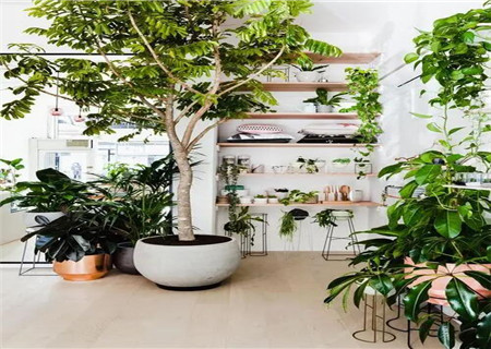 店铺门口招财植物摆放 店铺门口招财植物摆放