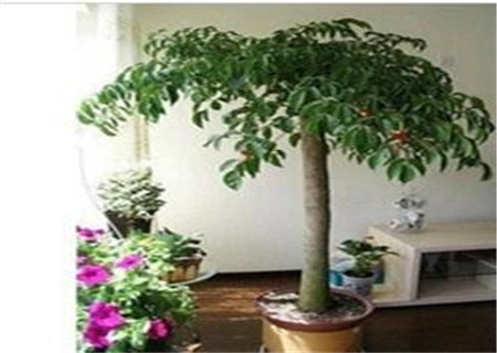 店铺门口招财植物摆放 店铺门口招财植物摆放