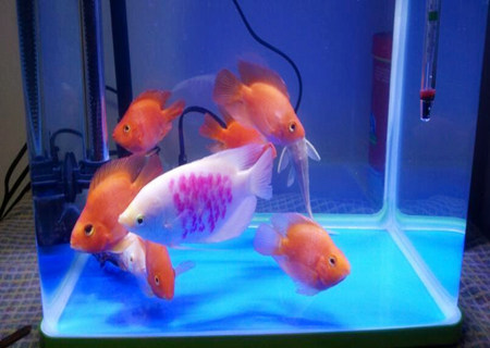 家里养什么鱼招财镇宅 家里养什么鱼招财镇宅