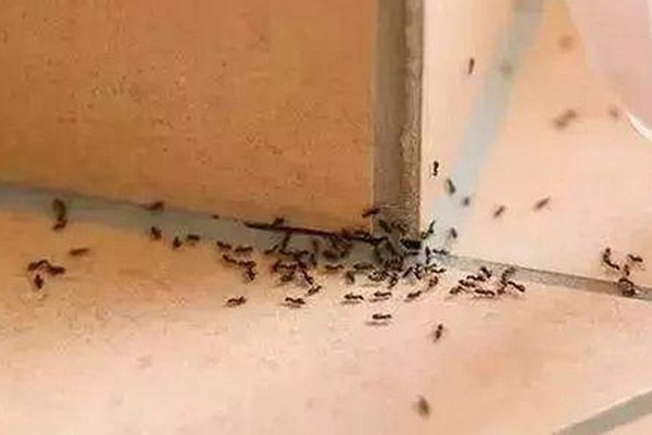 家里有蚂蚁风水好吗