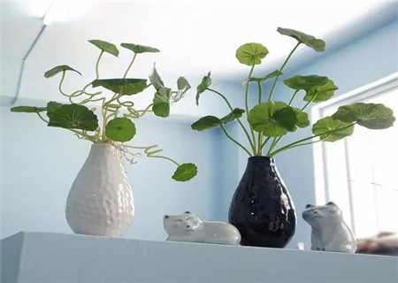 办公室花瓶摆放风水讲究