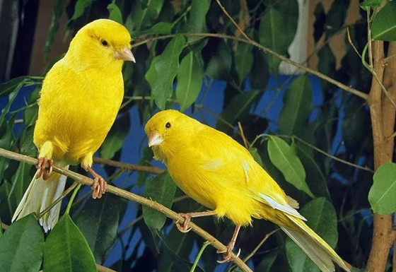 家里养什么鸟最吉祥