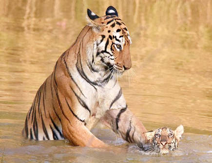 属虎的一生有几次大劫