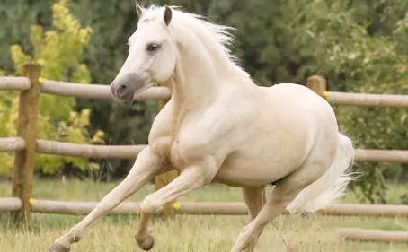 属马的一生有几次大劫